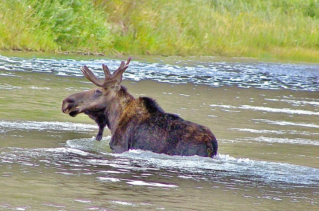 moose crossing a river